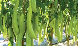 绿皮茄子是哪里产的 绿皮茄子是哪里产的