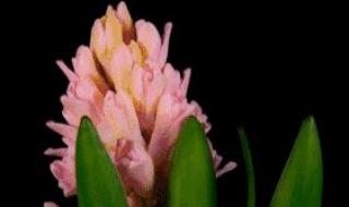 和姐妹新年快乐合照文案 新年快乐图片漂亮