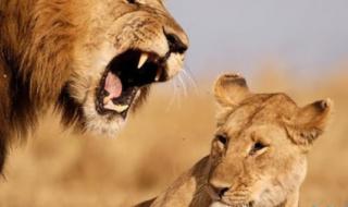 西游记金翅大鹏鸟和狮子大象是第几回 动物世界狮子吃大象