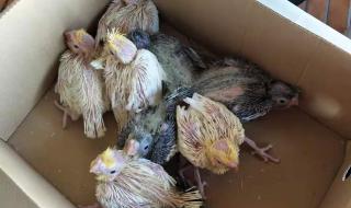 五年级上册课文珍珠鸟的神态 珍珠鸟课堂笔记图片